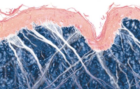 Grafische weergave van de huidstructuur van een oudere huid.