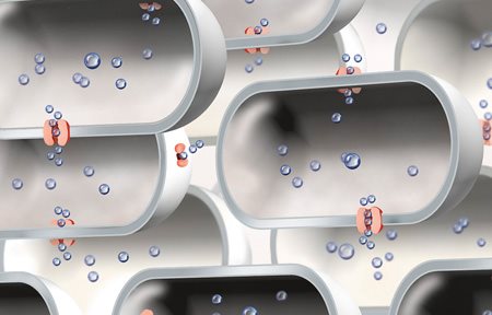 beperkt aantal aquaporinen.